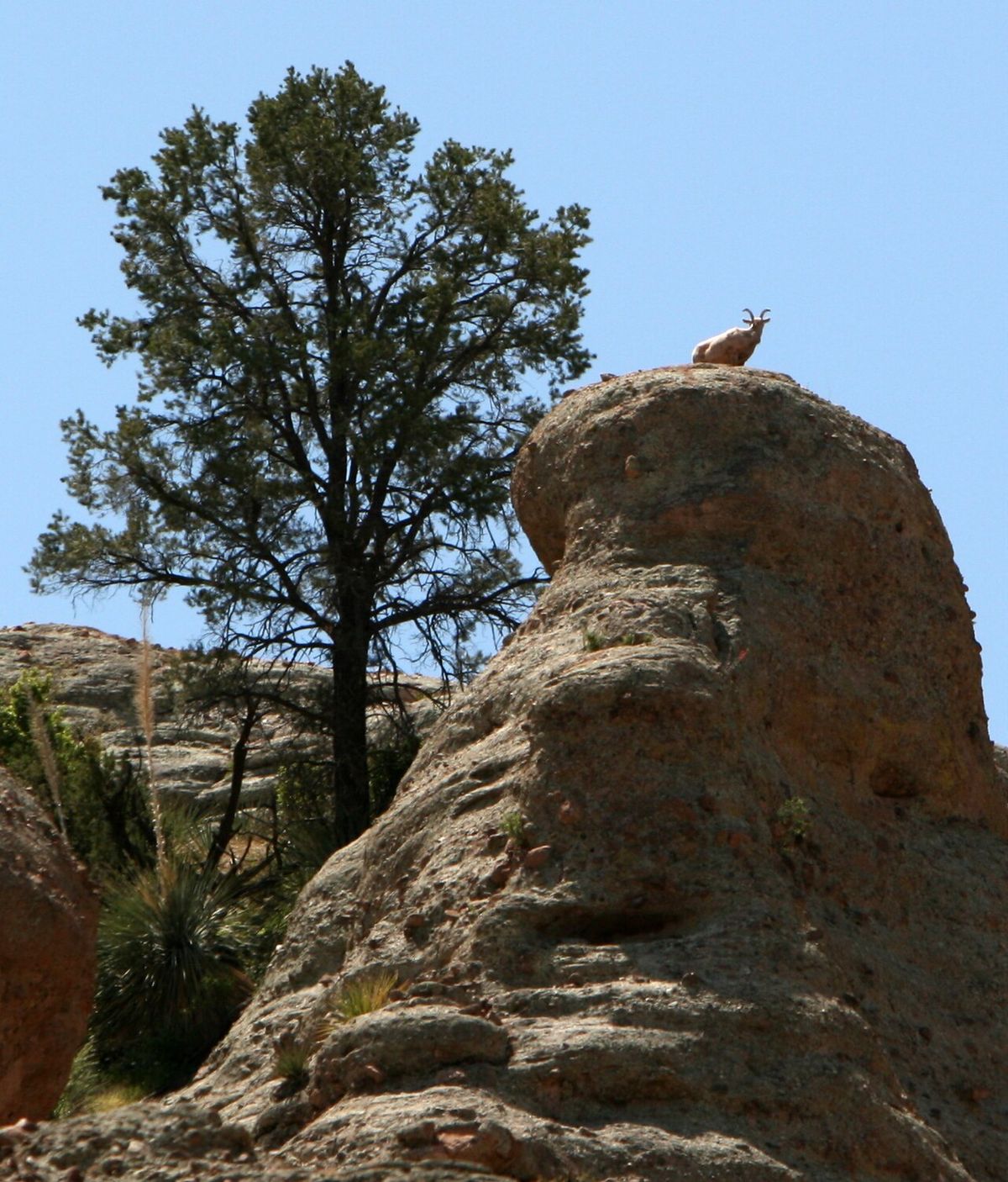 Ocote chino sobre un peñasco, con un ave posada en la roca del frente.