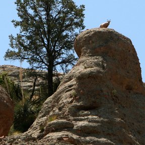 Ocote chino sobre un peñasco, con un ave posada en la roca del frente.