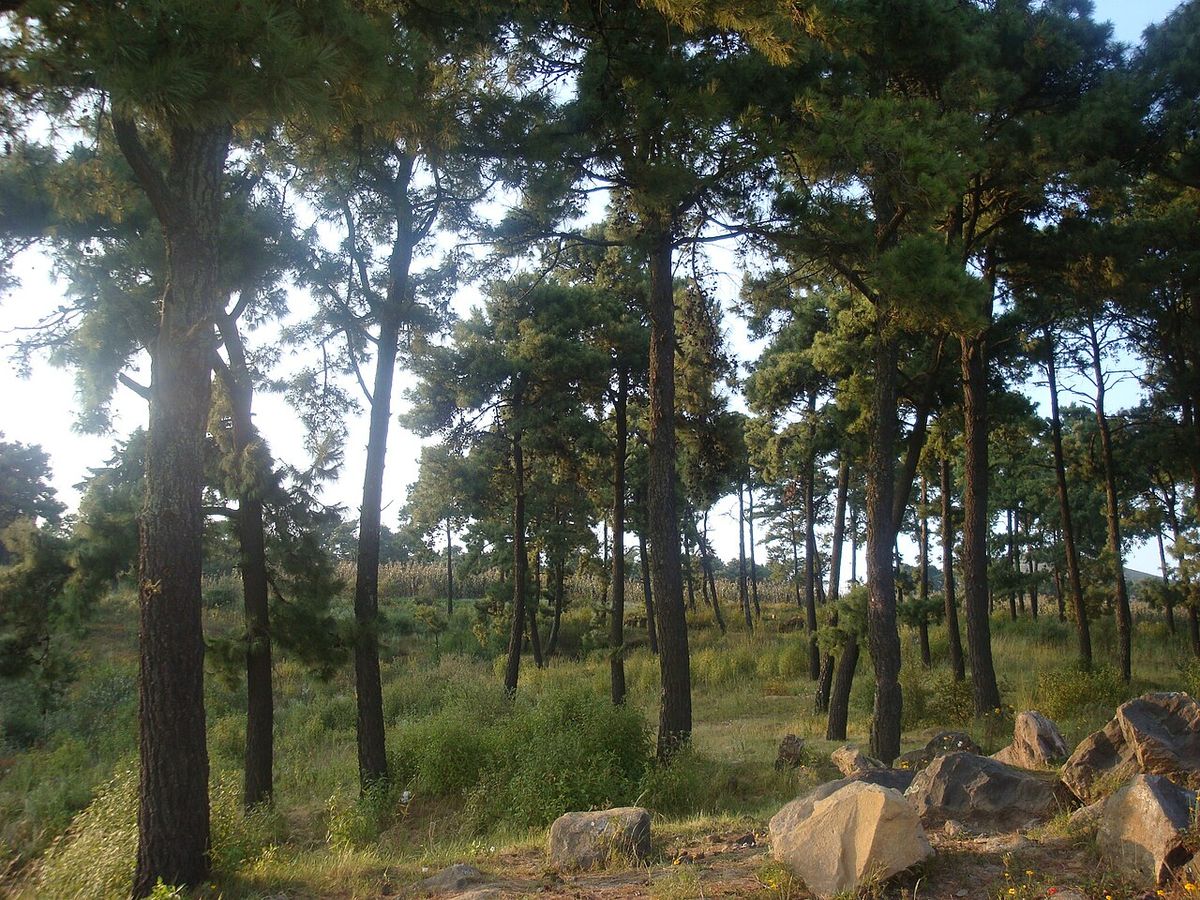 Bosque abierto de ocote chino con el suelo de pasto y piedra.