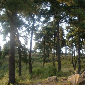 Bosque abierto de ocote chino con el suelo de pasto y piedra.