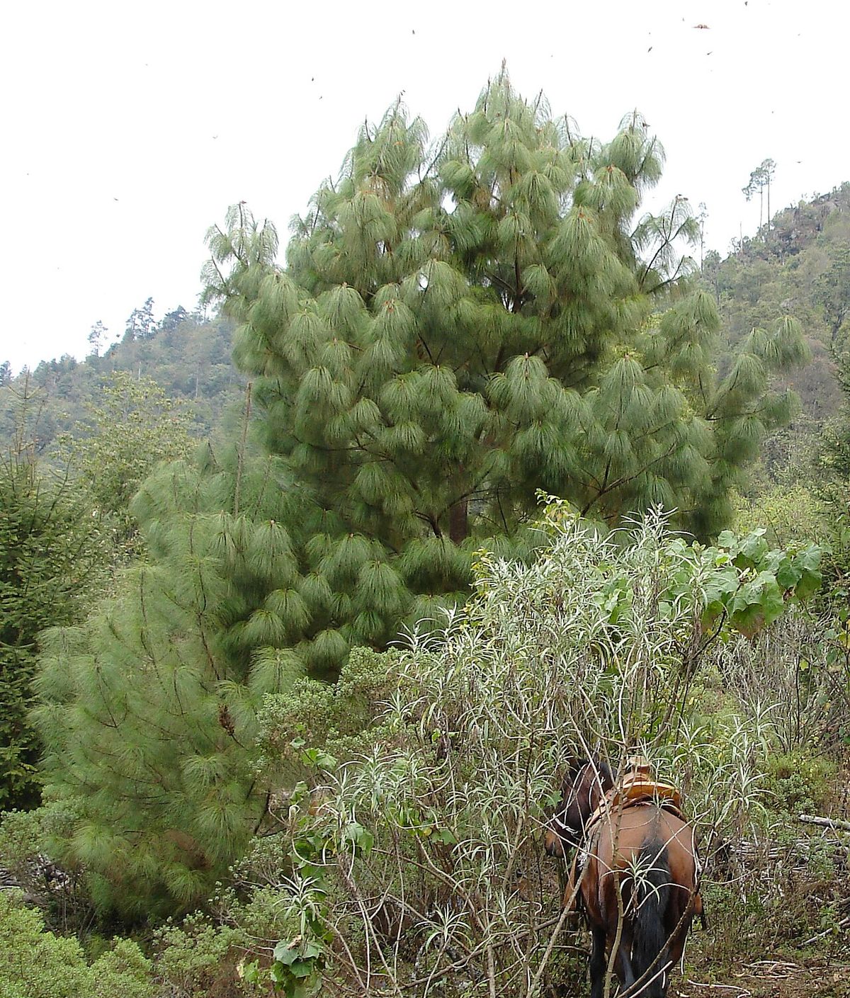 Pino chamaite de copa densa y acículas largas en una ladera, con un caballo al pie.