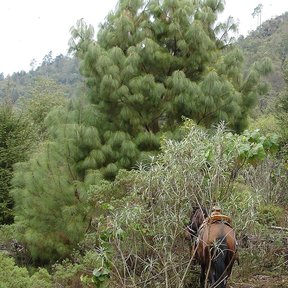 Pino chamaite de copa densa y acículas largas en una ladera, con un caballo al pie.