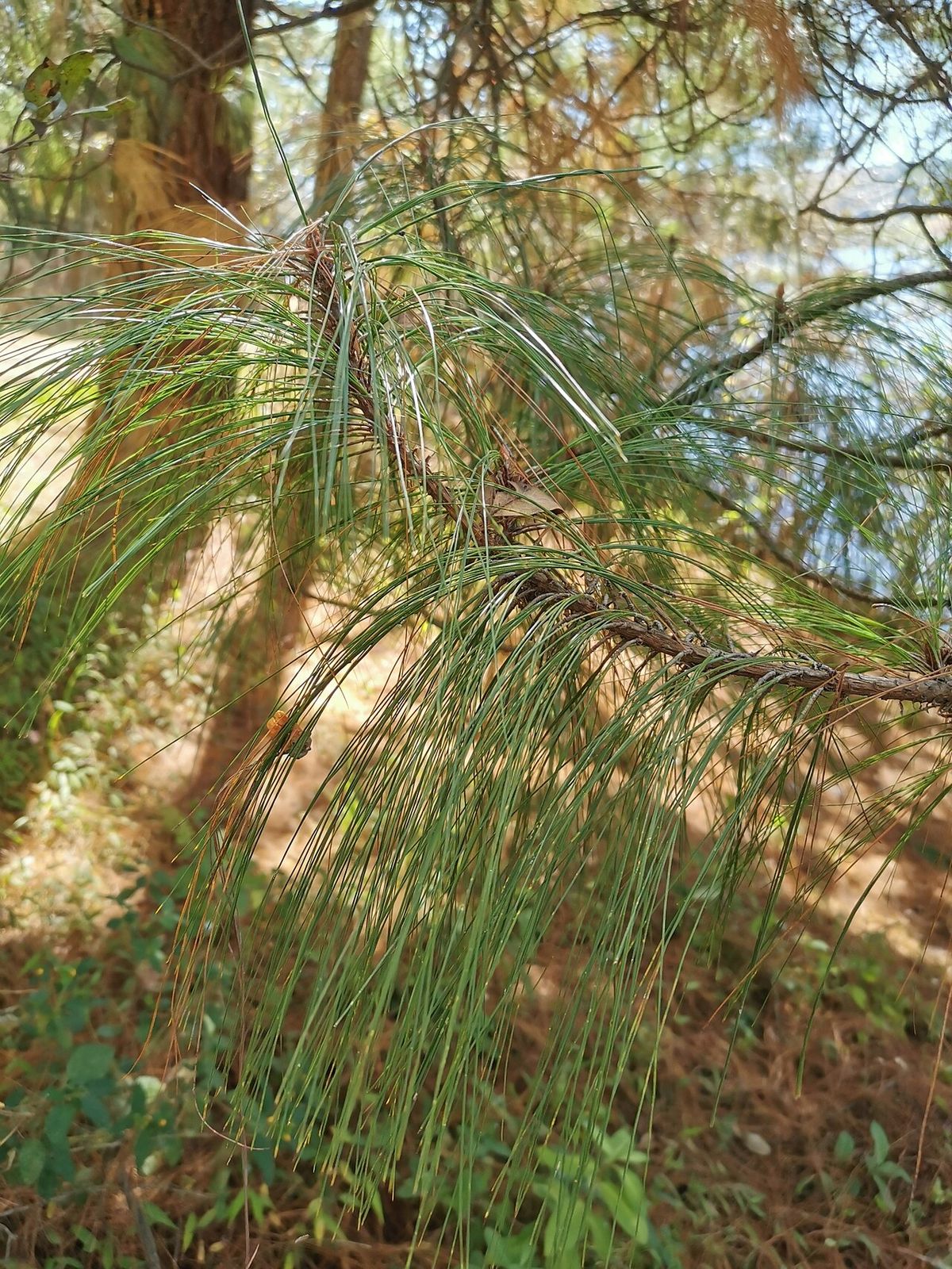 Rama de pino chamaite con las acículas largas y colgantes, contra la ladera.