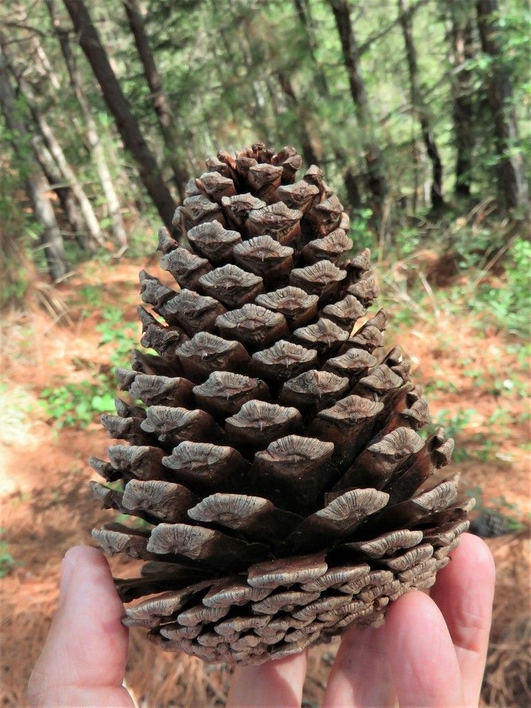 Una mano sostiene un cono grande y leñoso de pino chamaite en el bosque.
