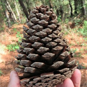 Una mano sostiene un cono grande y leñoso de pino chamaite en el bosque.