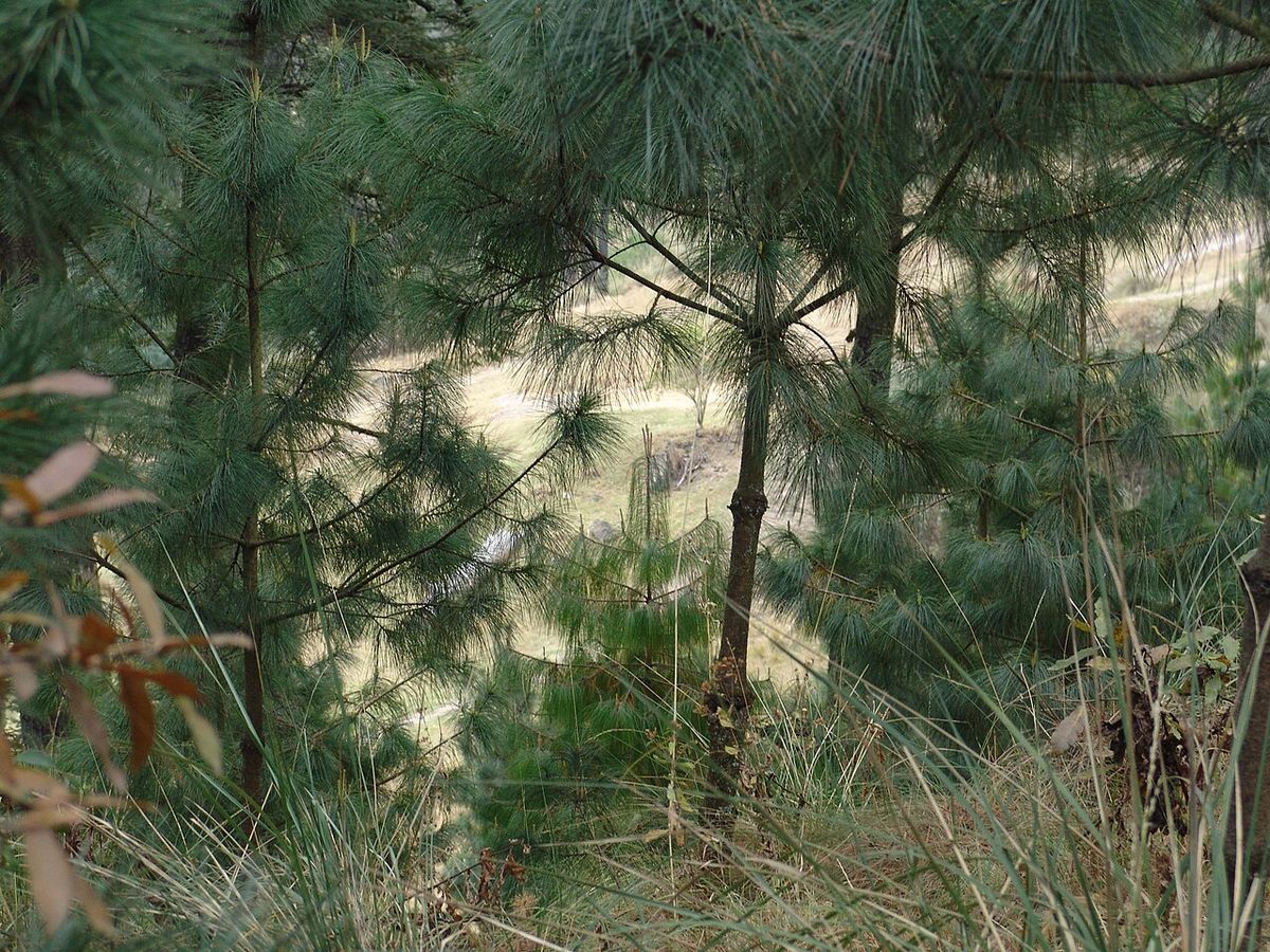 Pinos chamaite jóvenes creciendo en una ladera abierta, entre pasto seco.