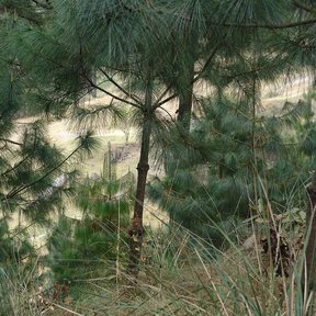 Pinos chamaite jóvenes creciendo en una ladera abierta, entre pasto seco.