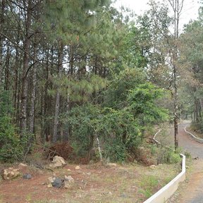 Bosque de pino chamaite a los lados de un camino de asfalto.