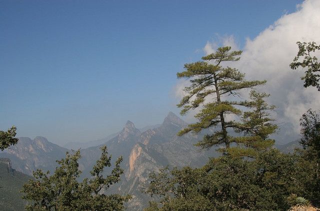 Pinos teocote en un filo de la sierra, con las cumbres y la niebla al fondo.