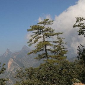 Pinos teocote en un filo de la sierra, con las cumbres y la niebla al fondo.