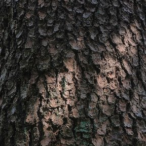 Corteza oscura y agrietada de un pino teocote viejo, muy de cerca.