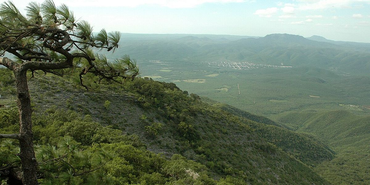 Pino teocote inclinado por el viento en un filo, sobre un valle verde.