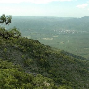 Pino teocote inclinado por el viento en un filo, sobre un valle verde.