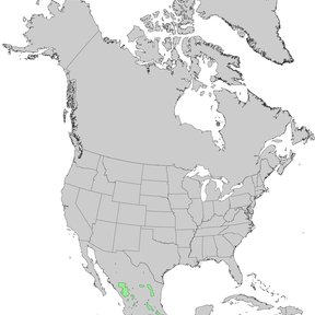 Mapa de Norteamérica con la distribución del pino teocote marcada en verde.
