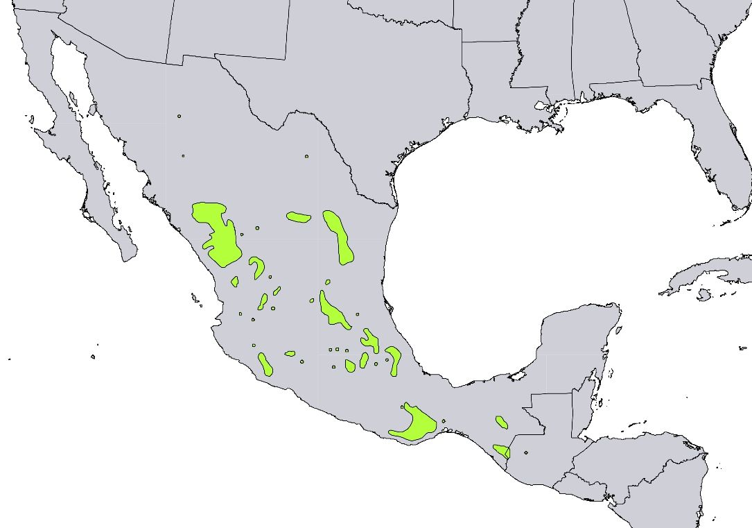 Mapa de México con las manchas verdes donde crece el pino teocote.