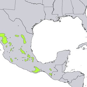 Mapa de México con las manchas verdes donde crece el pino teocote.