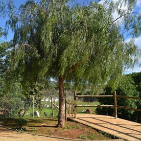 Pirul entero de copa redondeada y ramillas colgantes en un parque de tierra.