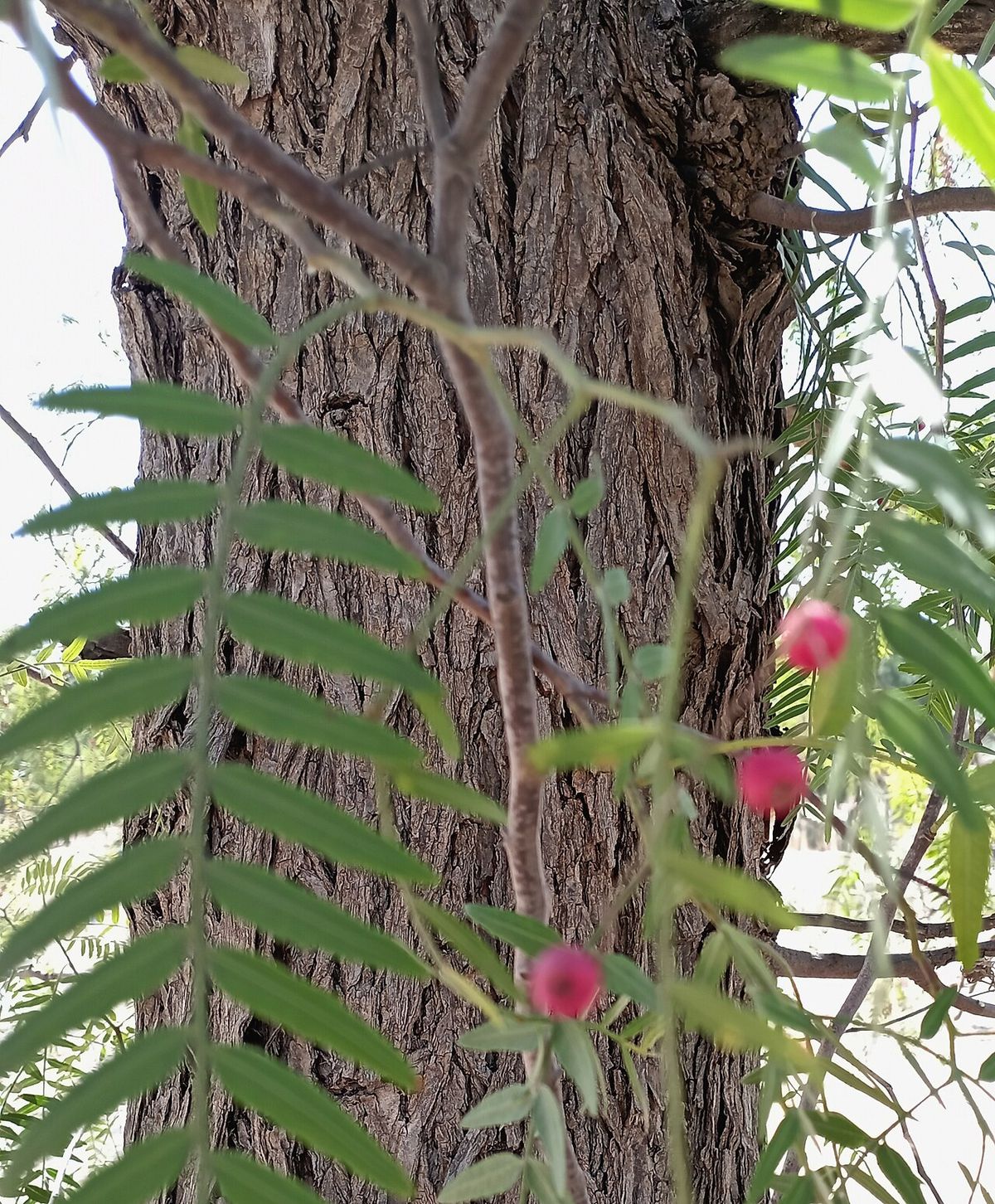 Tronco fibroso de pirul con el follaje y las drupas rosas colgando delante.