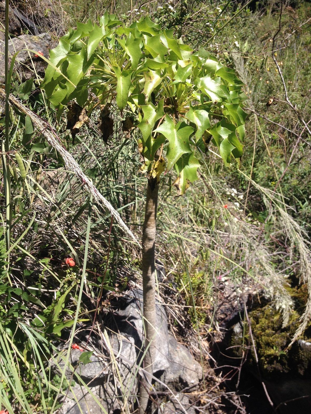 Palo bobo de tallos gruesos y hojas lobuladas creciendo en una ladera con zacate.