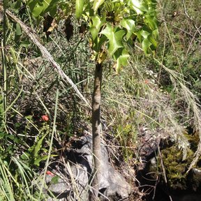 Palo bobo de tallos gruesos y hojas lobuladas creciendo en una ladera con zacate.