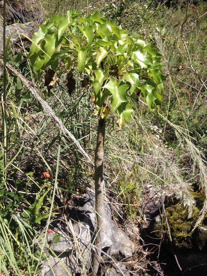Palo bobo de tallos gruesos y hojas lobuladas creciendo en una ladera con zacate.