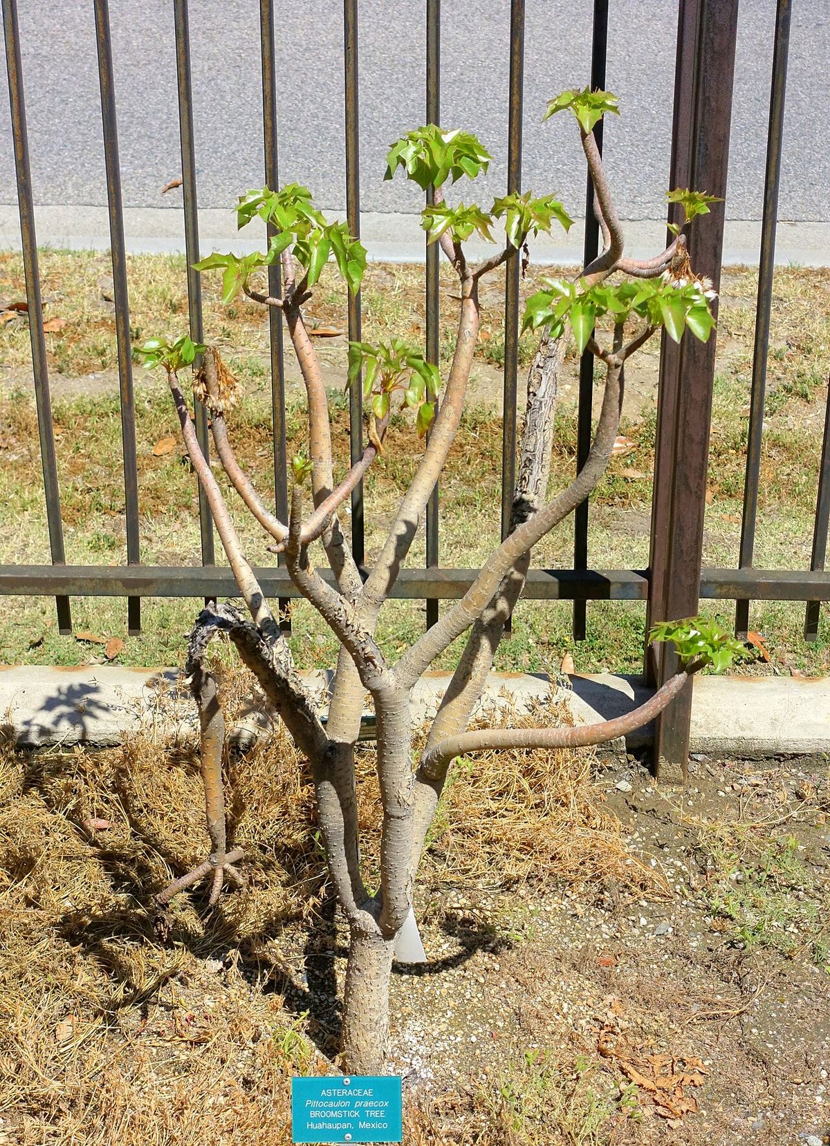 Palo bobo joven junto a una reja, con los tallos desnudos y los brotes nuevos.