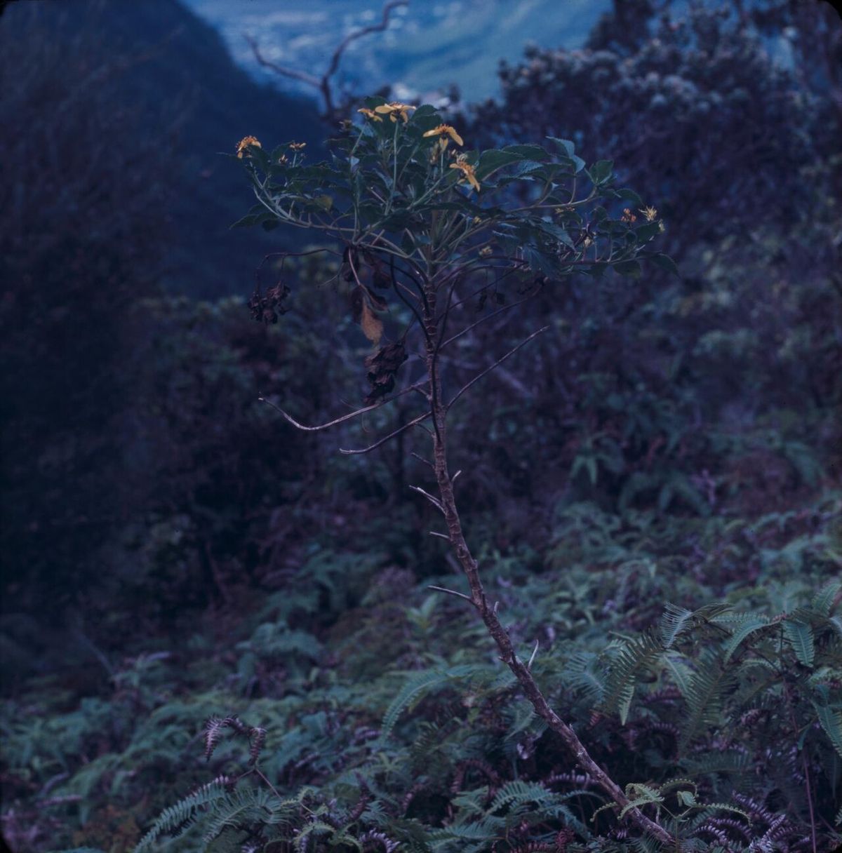 Palo bobo recortado contra una ladera oscura, con los tallos abiertos en candelabro.