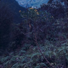 Palo bobo recortado contra una ladera oscura, con los tallos abiertos en candelabro.