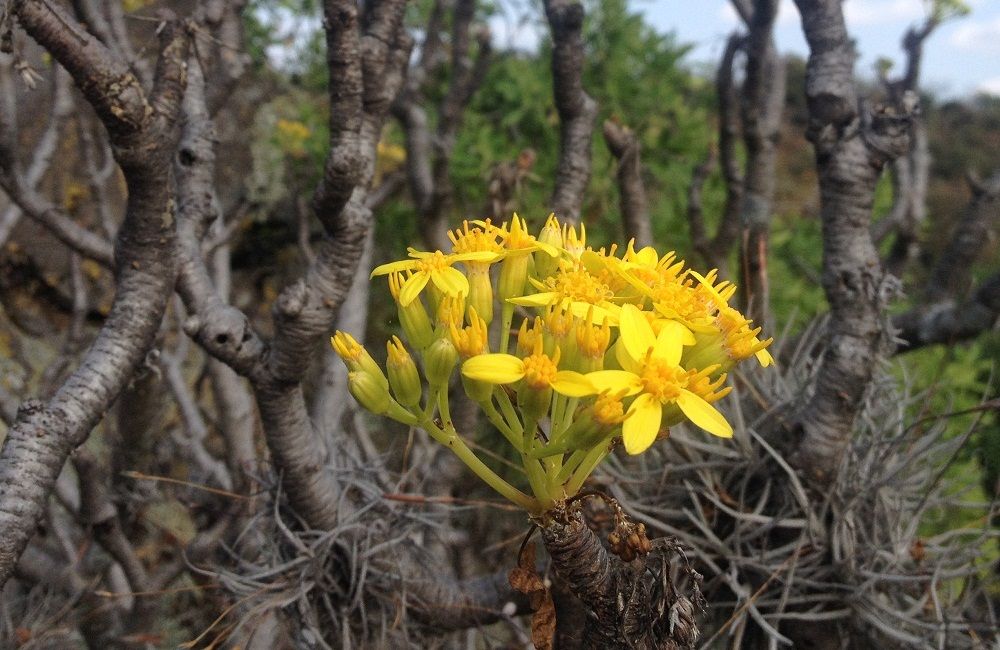 Flores amarillas de palo bobo abiertas entre los tallos grises y desnudos.
