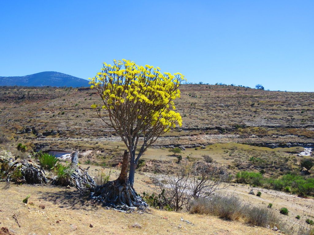 Palo bobo en plena floración amarilla sobre un llano seco, con un cerro al fondo.