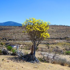 Palo bobo en plena floración amarilla sobre un llano seco, con un cerro al fondo.