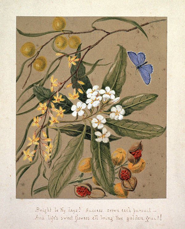 Acuarela antigua con las flores, las hojas y los frutos abiertos de la especie.