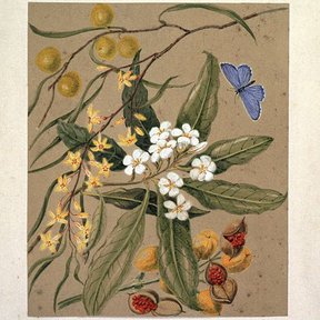 Acuarela antigua con las flores, las hojas y los frutos abiertos de la especie.