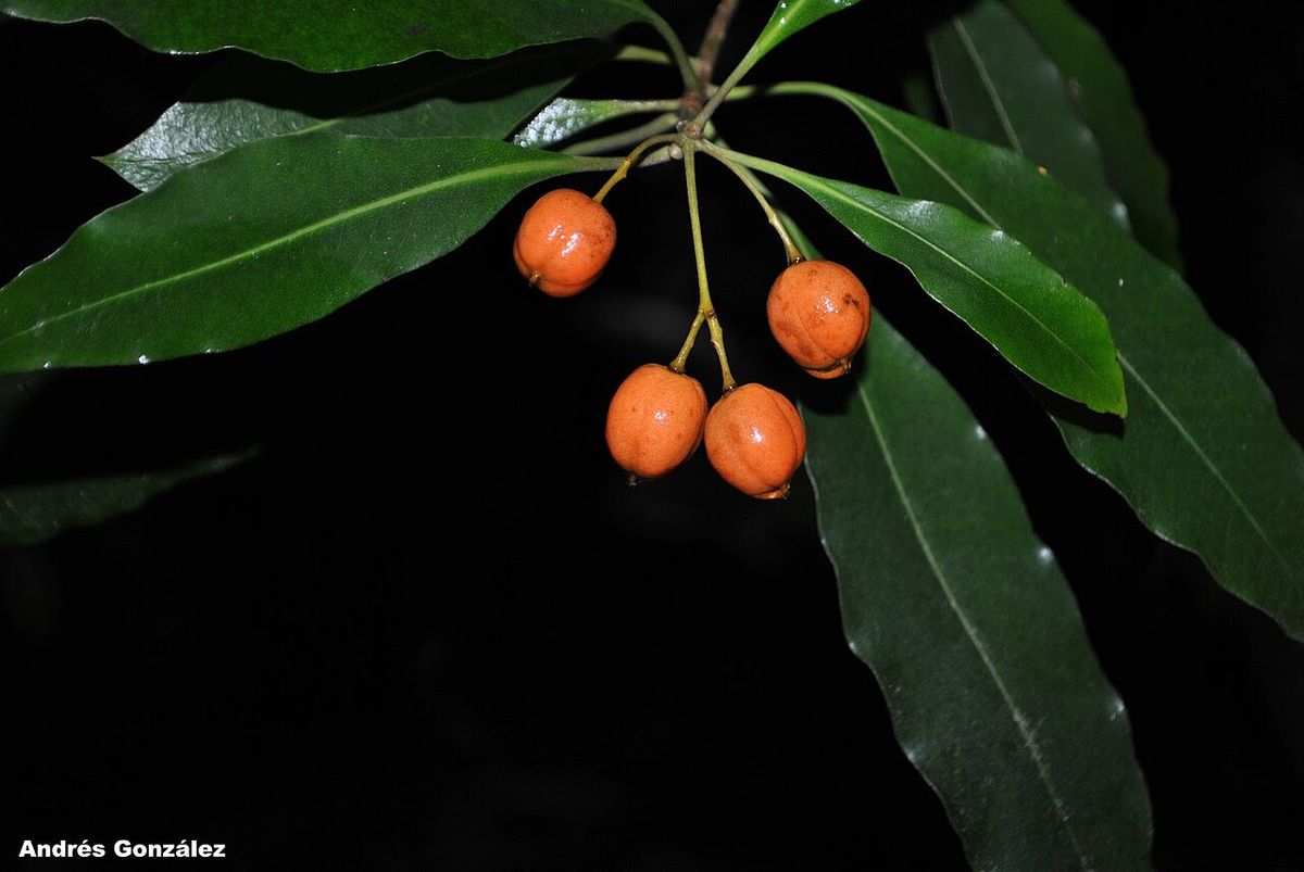 Frutos anaranjados sobre una ramilla, fotografiados contra un fondo negro.