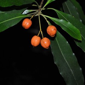 Frutos anaranjados sobre una ramilla, fotografiados contra un fondo negro.