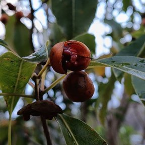 Cápsulas rojizas ya abiertas colgando entre hojas verde oscuro.