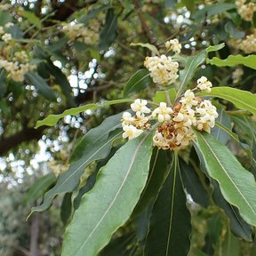 Ramillete de flores blancas y menudas rodeado de hojas alargadas y onduladas.