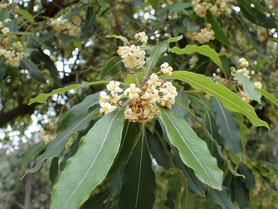 Ramillete de flores blancas y menudas rodeado de hojas alargadas y onduladas.