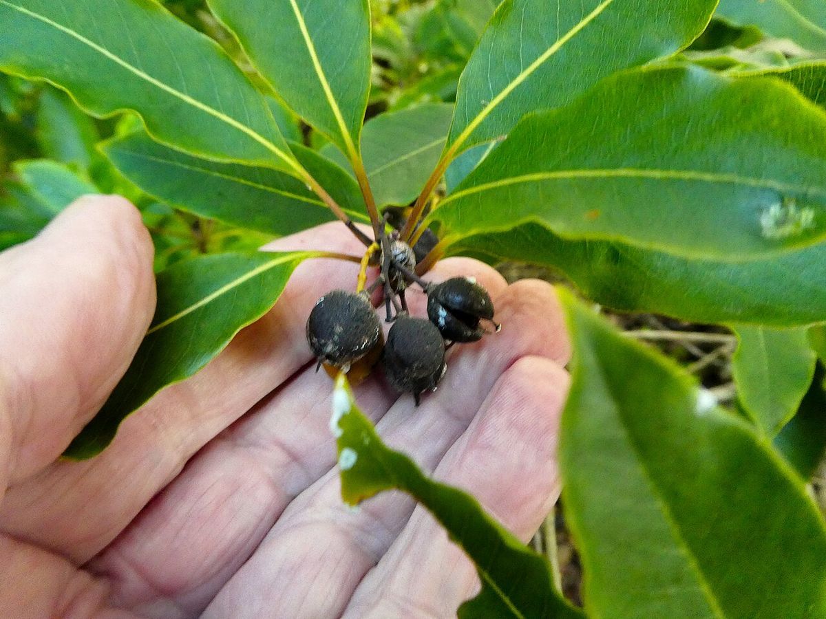 Una mano sostiene un racimo de frutos negros todavía prendidos de la rama.