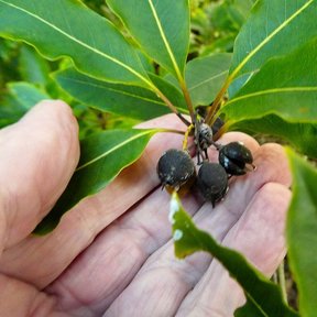 Una mano sostiene un racimo de frutos negros todavía prendidos de la rama.