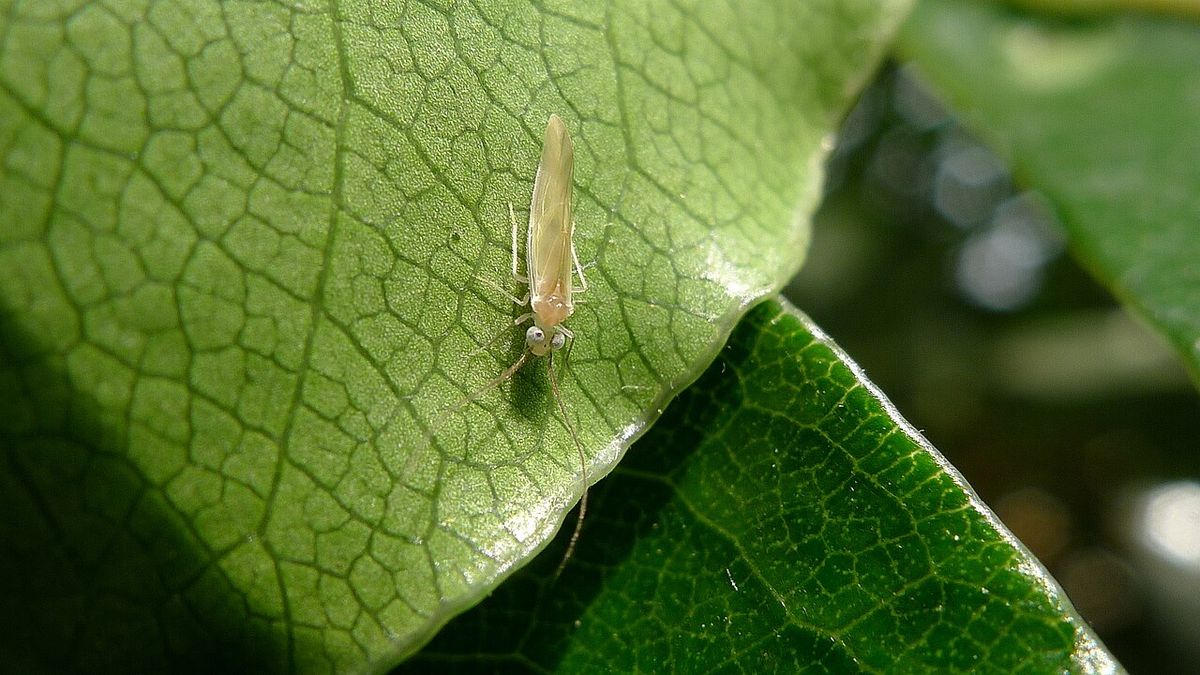 Un insecto pequeño posado sobre la superficie nervada de una hoja verde.