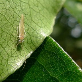 Un insecto pequeño posado sobre la superficie nervada de una hoja verde.