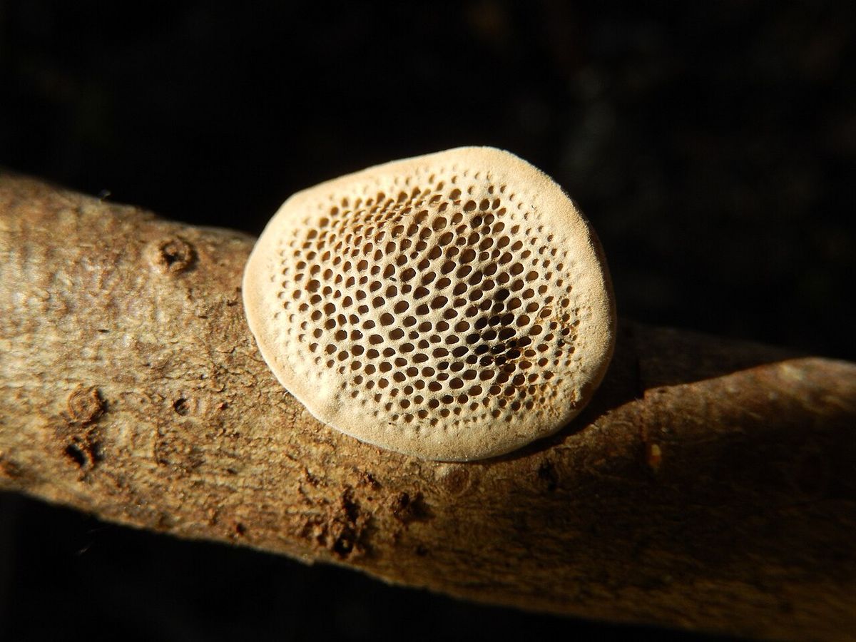 Un hongo de poros claros creciendo sobre una rama, sobre fondo oscuro.