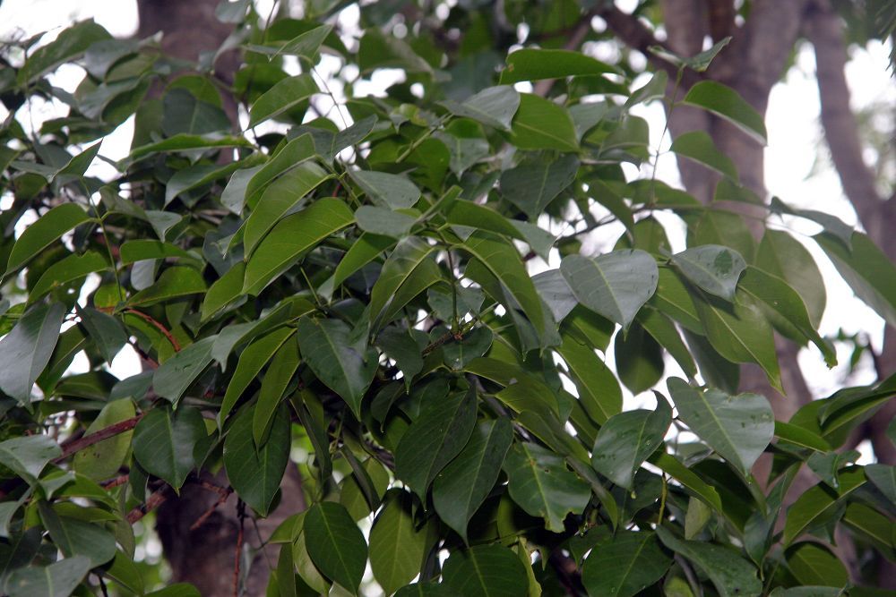 Hojas pinnadas y lustrosas de chagane colgando de una rama a contraluz.