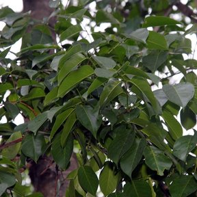 Hojas pinnadas y lustrosas de chagane colgando de una rama a contraluz.