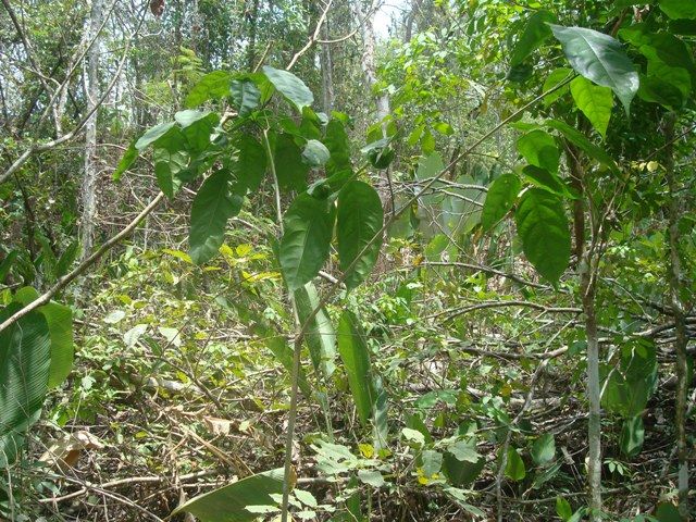 Renuevos de chagane creciendo entre la maraña de un acahual abierto.