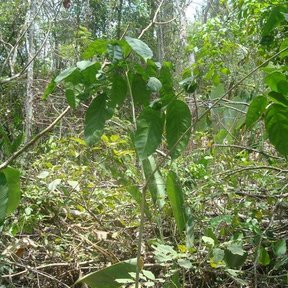 Renuevos de chagane creciendo entre la maraña de un acahual abierto.