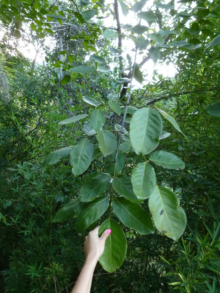 Una mano sostiene una hoja pinnada de chagane, de folíolos anchos y verdes.