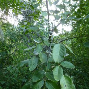 Una mano sostiene una hoja pinnada de chagane, de folíolos anchos y verdes.