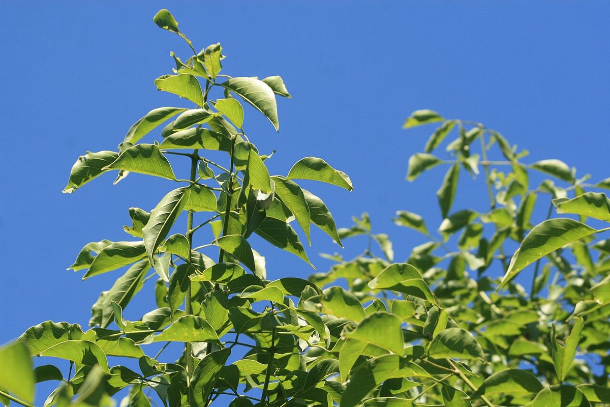 Ramas nuevas de chagane con las hojas tiernas contra un cielo azul intenso.